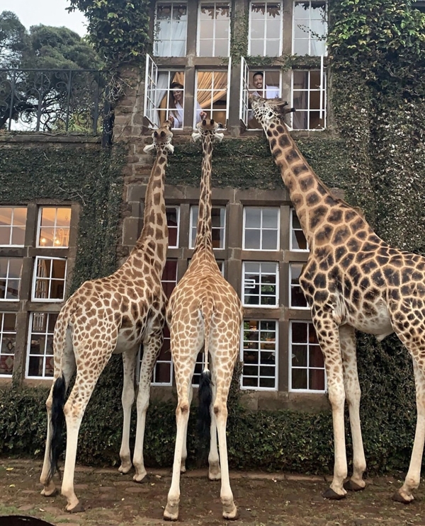 Giraffe Manor長頸鹿莊園飯店