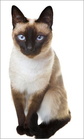 471189_traditional-siamese-cat